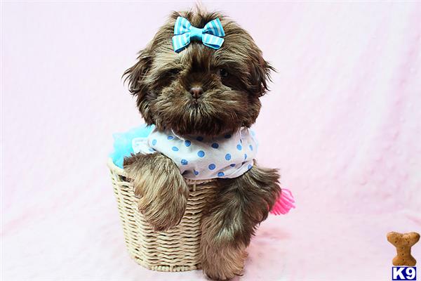 lvpuppyheaven Picture 3